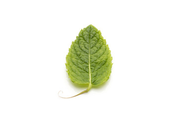 Close-up of Single Mint Leaf on White Background