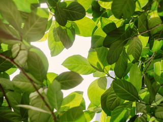 Green Leaf sunlight Park outdoor Art Nature background