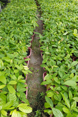 Small cocoa tree on the farm plantation