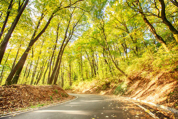 enjoying nature through forest
