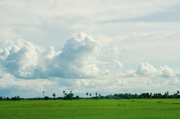 The sky is blue with a white cloud below the green rice field.