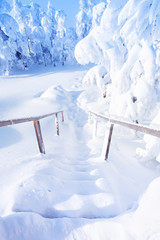 Snow-covered stairs and trees after snowfall.