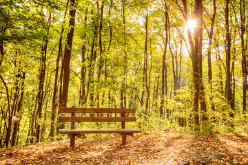  bench in autumn forest