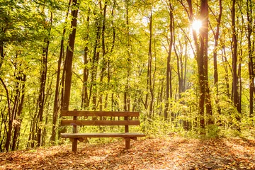 Gardinen Wälder  bench in autumn forest  © mitarart