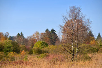 Hohes Venn im Herbst