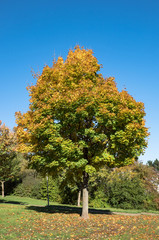 Fototapeta premium Herbstland