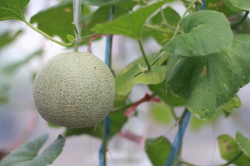 Melon./Fruits grown in the garden