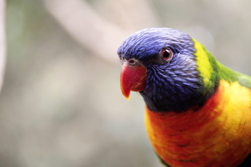 Animals of the World 19