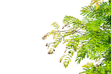Green leaf isolated on white background