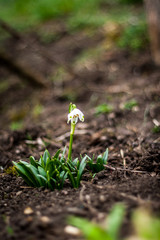 Snowdrop