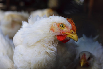 live home white chicken