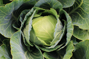 The green head of cabbage in the garden