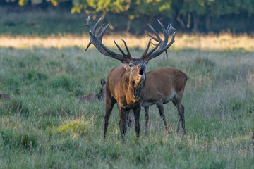 Red Deer Stags (Cervus elaphus) 