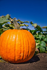 Closeup of pumpkin at harvest time