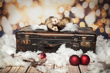 Frettchen machen Urlaub zu Weihnachten