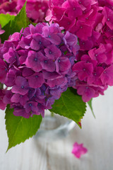 hydrangea on wooden surface
