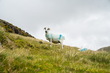 Fototapeta premium High country farming Slieve Mish Mountains, Ireland