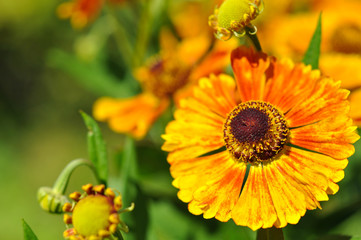Beautiful orange flower