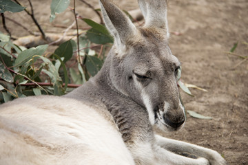 Animals of the World 21