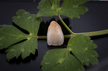 tooth in nature