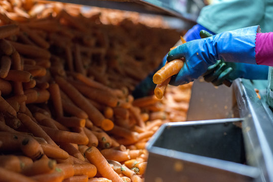 Workers On Carrots Converyor Belt