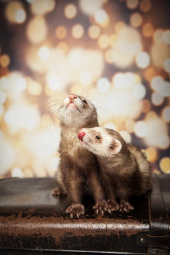 Neugierige Frettchen