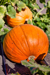 Obraz premium A few pumpkins in a patch ready for harvest