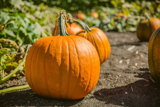 Pumpkin patch at harvest