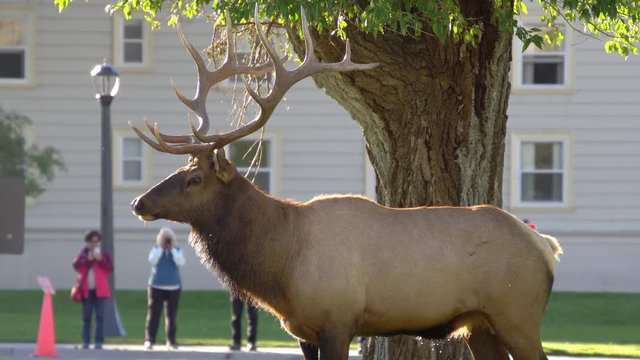 Bull Elk standing in road as cars pass by and people watch it walk away.