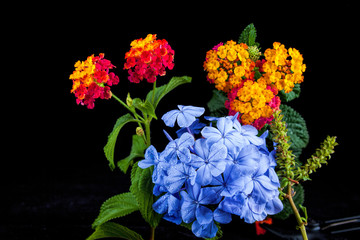 Beautiful flower  on a black background