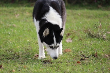 hunde husky terrier beim spielen