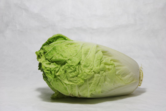 Chinese cabbage on the white background. napa cabbage is the plant grows to an oblong shaped head consisting of tightly arranged crinkly, thick, light-green leaves with white prominent veins.