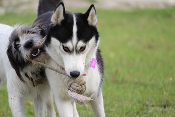 Ballspielen Hund Husky Garten