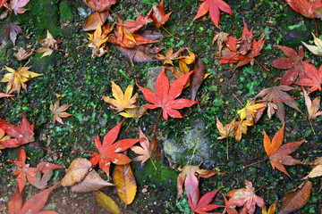 紅葉と落ち葉