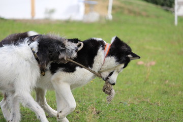 hunde husky terrier beim spielen