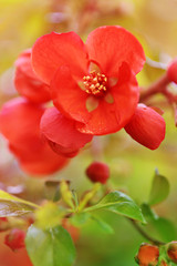 Naklejka na ściany i meble Chaenomeles japonica. Japanese quince red flowers on a green blurry background