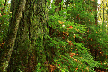 a picture of an Pacific Northwest forest in early fall