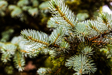 The needles grow on the tree