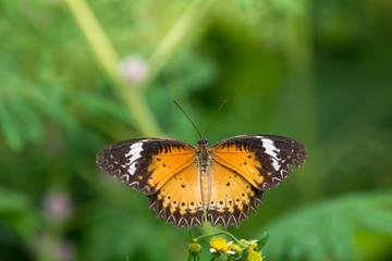 Butterfly with green background