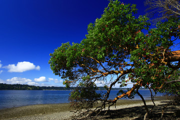 a picture of an Pacific Northwest Madrone tree near a shoreline