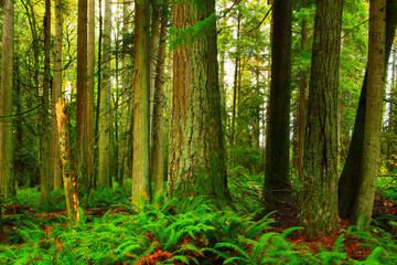 Fototapeta na wymiar a picture of an Pacific Northwest forest 