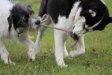 Zerrspiel Hund Hilfe starkt