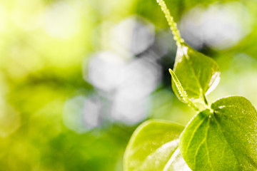 Nature green background shallow DoF with copy space, a small green plant growing