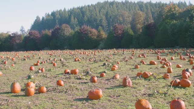 Huge Patch of Pumpkins