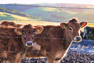 Portrait of free range, grass-fed steers on a Northern California range