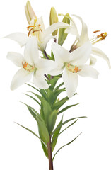 pure white lilly with four blooms