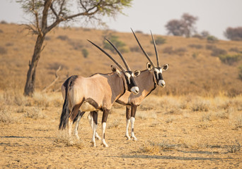 Gemsbok Pair