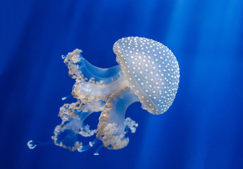 Fototapeta na wymiar medusa acquario genova