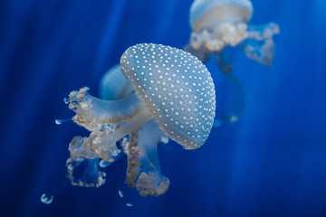 medusa acquario genova