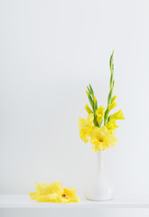 yellow gladiolus on white background